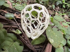 Clathrus chrysomycelinus