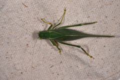 Microcentrum californicum