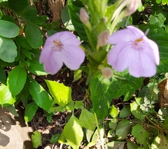 Ruellia occidentalis