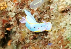 Hypselodoris bennetti