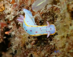 Hypselodoris bennetti