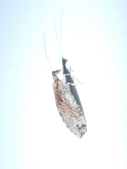 Micromus canariensis