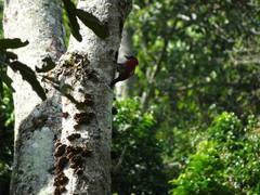 Chrysophlegma miniaceum