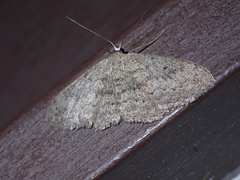 Scopula guancharia