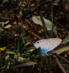 Leptotes marina