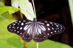 Ideopsis juventa
