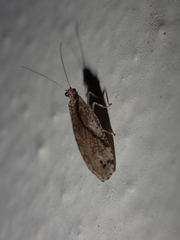 Micromus canariensis