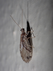 Micromus canariensis