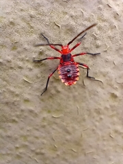 Spartocera