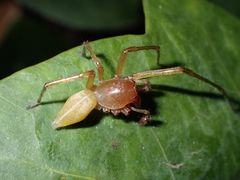 Cheiracanthium canariense