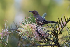 Myzomela obscura