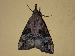 Hypena obsitalis