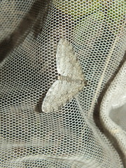 Trichopteryx carpinata