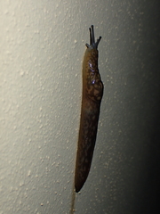 Limacus flavus