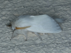 Trichiocercus sparshalli