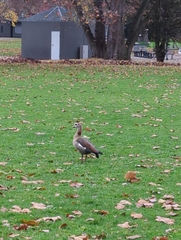 Alopochen aegyptiaca