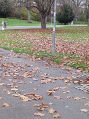 Alopochen aegyptiaca