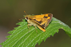 Ocybadistes walkeri sothis