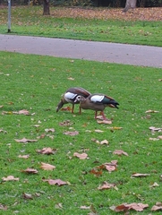 Alopochen aegyptiaca