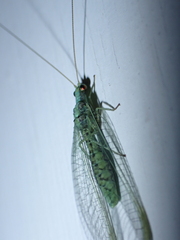 Pseudomallada subcostalis