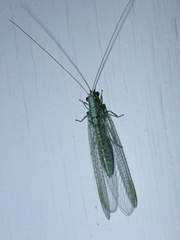 Pseudomallada subcostalis