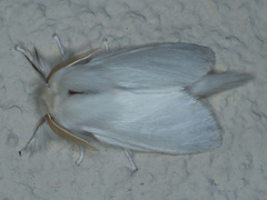 Trichiocercus sparshalli