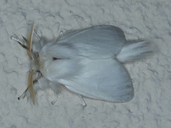 Trichiocercus sparshalli