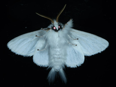 Trichiocercus sparshalli