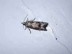 Acroclita sonchana