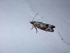 Acroclita sonchana