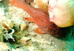 Vincentia novaehollandiae