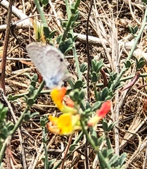 Leptotes marina