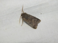 Orthosia populeti