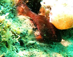Vincentia novaehollandiae