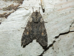 Lithophane consocia