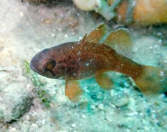 Vincentia novaehollandiae