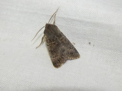 Orthosia populeti