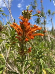 Leonotis leonurus