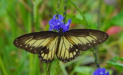 Ideopsis vitrea