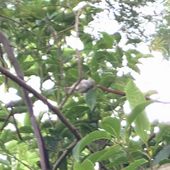Acanthiza pusilla