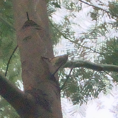 Acanthiza pusilla