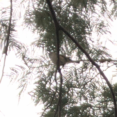 Acanthiza pusilla