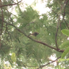 Acanthiza pusilla