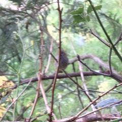 Acanthiza pusilla