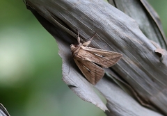 Mythimna decisissima