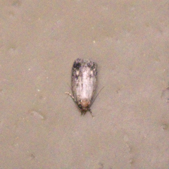 Lepidoptera