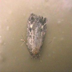 Lepidoptera