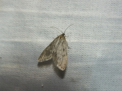 Semioscopis avellanella