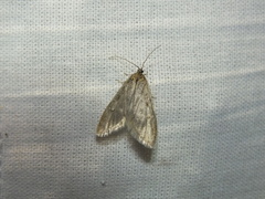 Semioscopis avellanella