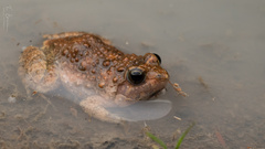 Phrynobatrachus natalensis